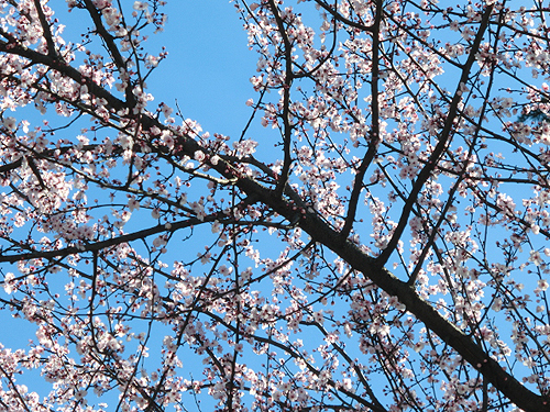 ソチの桜