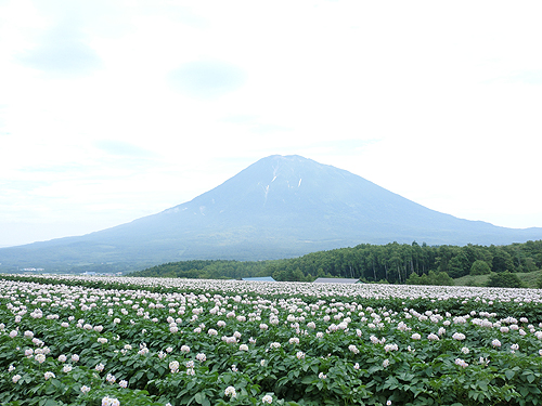昨年の倶知安合宿で　蝦夷富士こと羊蹄山