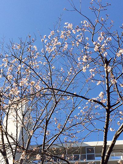 桜？が咲いています