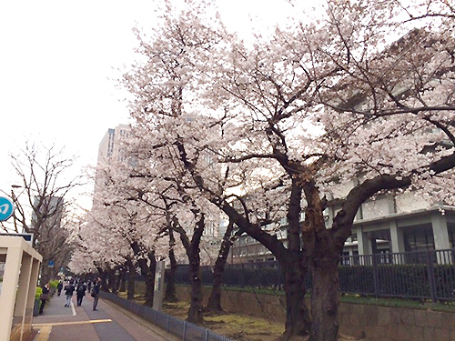 霞ヶ関の桜並木満開です