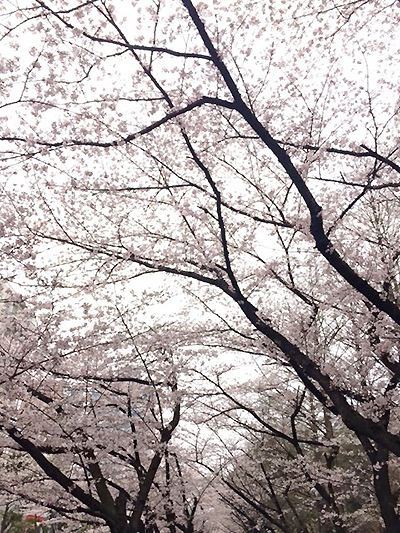 桜の下をジョギング