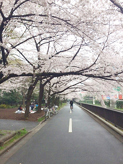 仙台堀や横十間の緑道は桜のトンネルです